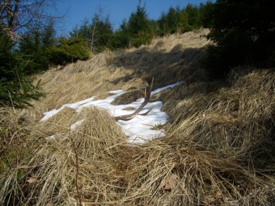 pre bystre oči vonku  z mladiny