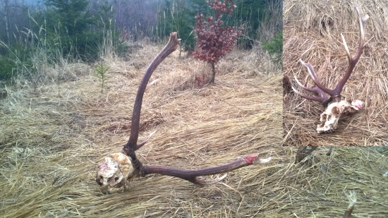 korunovy 10-torak,co zostalo.