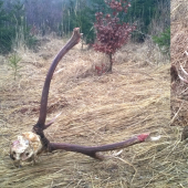 korunovy 10-torak,co zostalo.