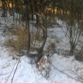 nepr.10  torák