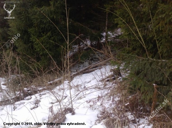 po týždni pár k i.d.53648