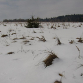 14.torak