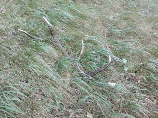 včera 2 korunovy 10.torák