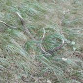 včera 2 korunovy 10.torák