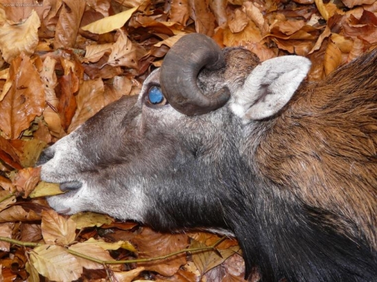 detail foto mojho barana...na prave oko bol slepy vdaka zarastavosti tulca