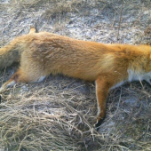 bol som na kormoranov doniesol som lisku.