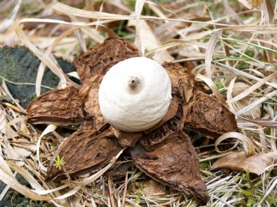 Hviezdovka trojita geastrum triplex