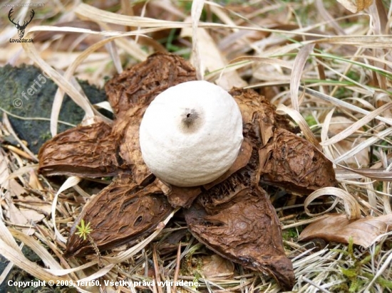 Hviezdovka trojita geastrum triplex