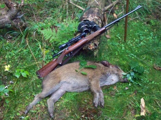 Rána sú najlepšie