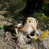 Slaba trofej-silny zážitok