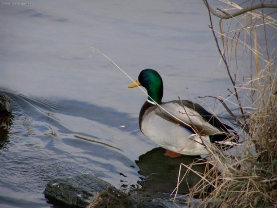 Nechodí stále nechodí.......