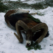 Rekordná trofej nášho PZ