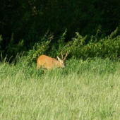 Určite s tých lepších
