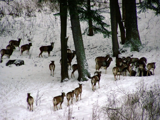 Sú v dobrej kondícii ?