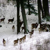 Sú v dobrej kondícii ?