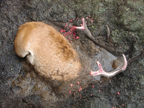 kruta smrt nadejneho jelena