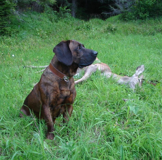 athos je právom v popredi.