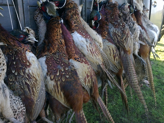 trochu madarskeho korenia...