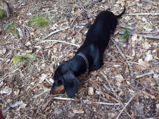 Adyrov prvý srnčí parožtek