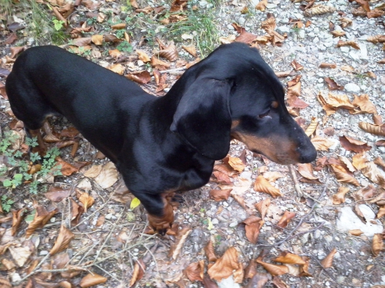 Adyr z lesov Horehronia