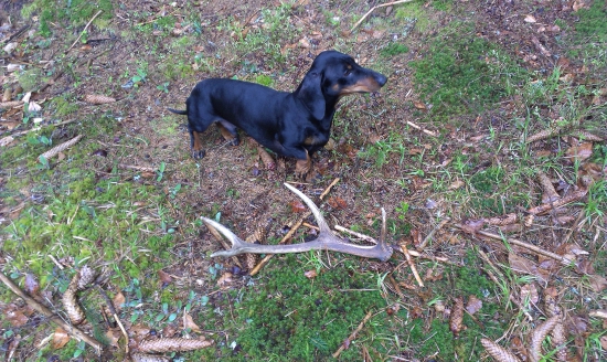 Pravidelná vychádzka