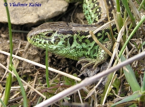 Jašterica obyčajná