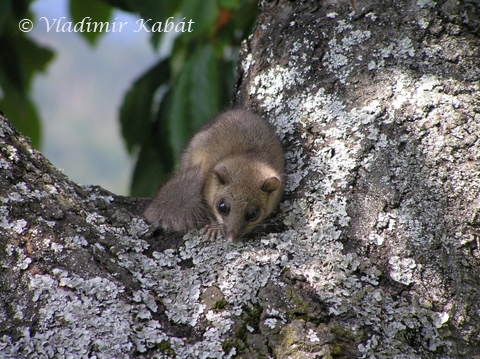 Plch sivý (Glis glis)