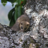 Plch sivý (Glis glis)