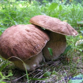 Dvojičky