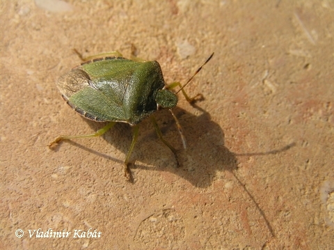 Bzdocha trávovozelená