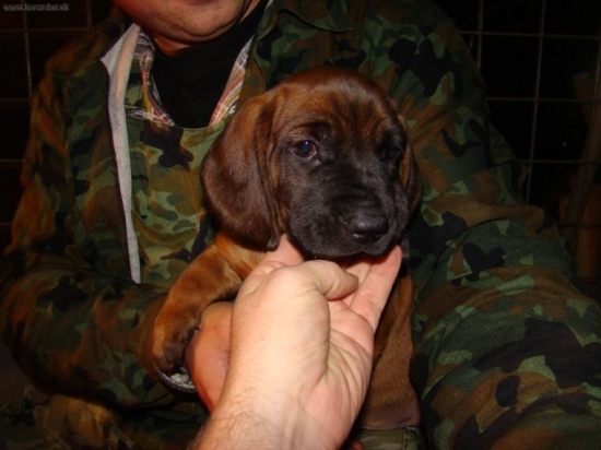 Atos od Bojara spod Hradnej veže