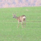 jeden  som už stratil