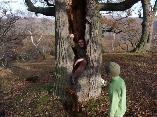 Deravý dub