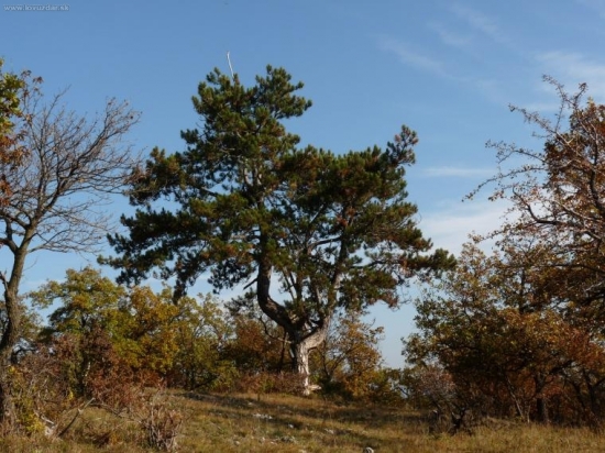 borovica
