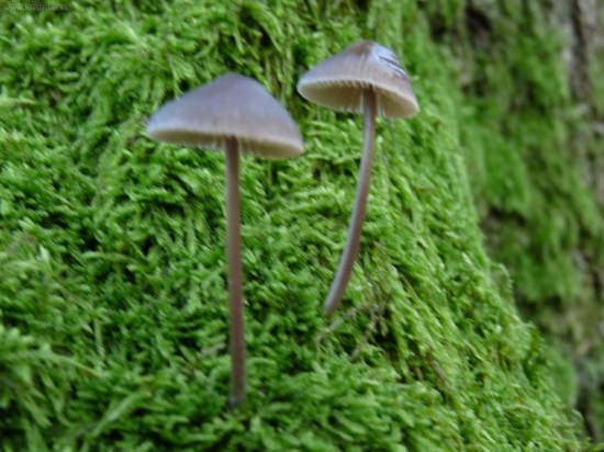 Z nedeľnej prechádzky