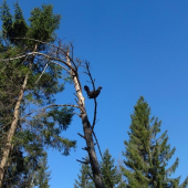 Hluchan na strome
