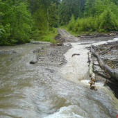 kuna a jej skok o život
