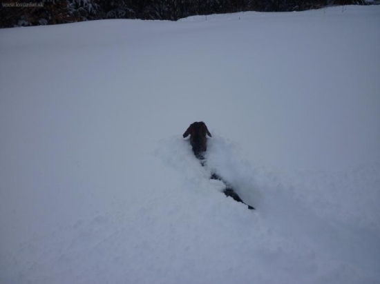 ja zbožnujem behanie v snehu