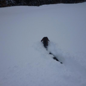 ja zbožnujem behanie v snehu