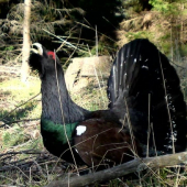 tokanie