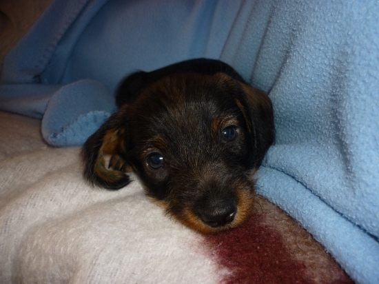 naš nový prírastok