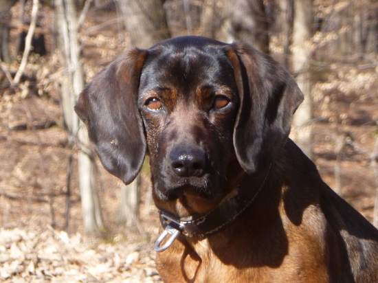 ebra z Kmetovej horarne