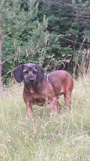 Ebra z Kmeťovej horárne