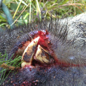 zbraně z mladého kňoura