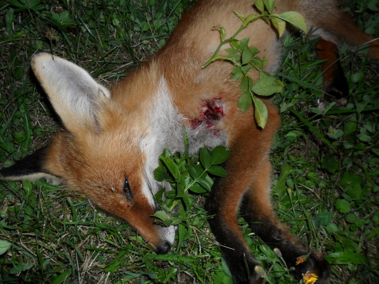 Odstrel líšky na rozbor