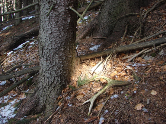 Osvietený zelenáč v smrečine.. :)