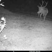 Za dažďa na kŕmení..