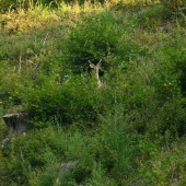 Včerajšia fotka m-a-j-l-a..:)
