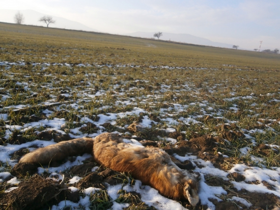 Obeť cestnej dopravy..