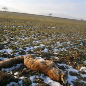 Obeť cestnej dopravy..